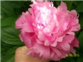 božur - lat. paeonia